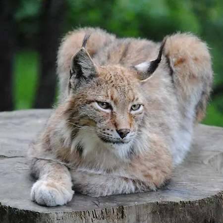 Daire 4 A 6 Couchages - Piau Engaly - Pied Des Pistes *