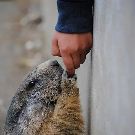 4 A 6 Couchages - Piau Engaly - Pied Des Pistes Daire *