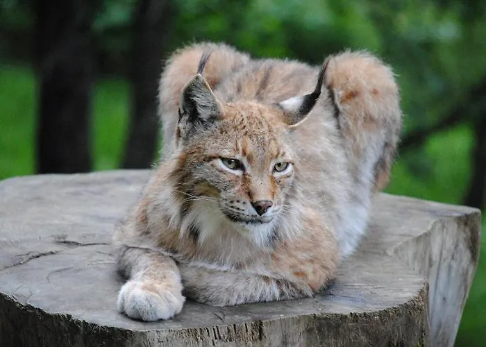 Apartment 4 A 6 Couchages - Piau Engaly - Pied Des Pistes *