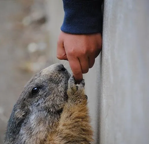 4 A 6 Couchages - Piau Engaly - Pied Des Pistes Apartment *